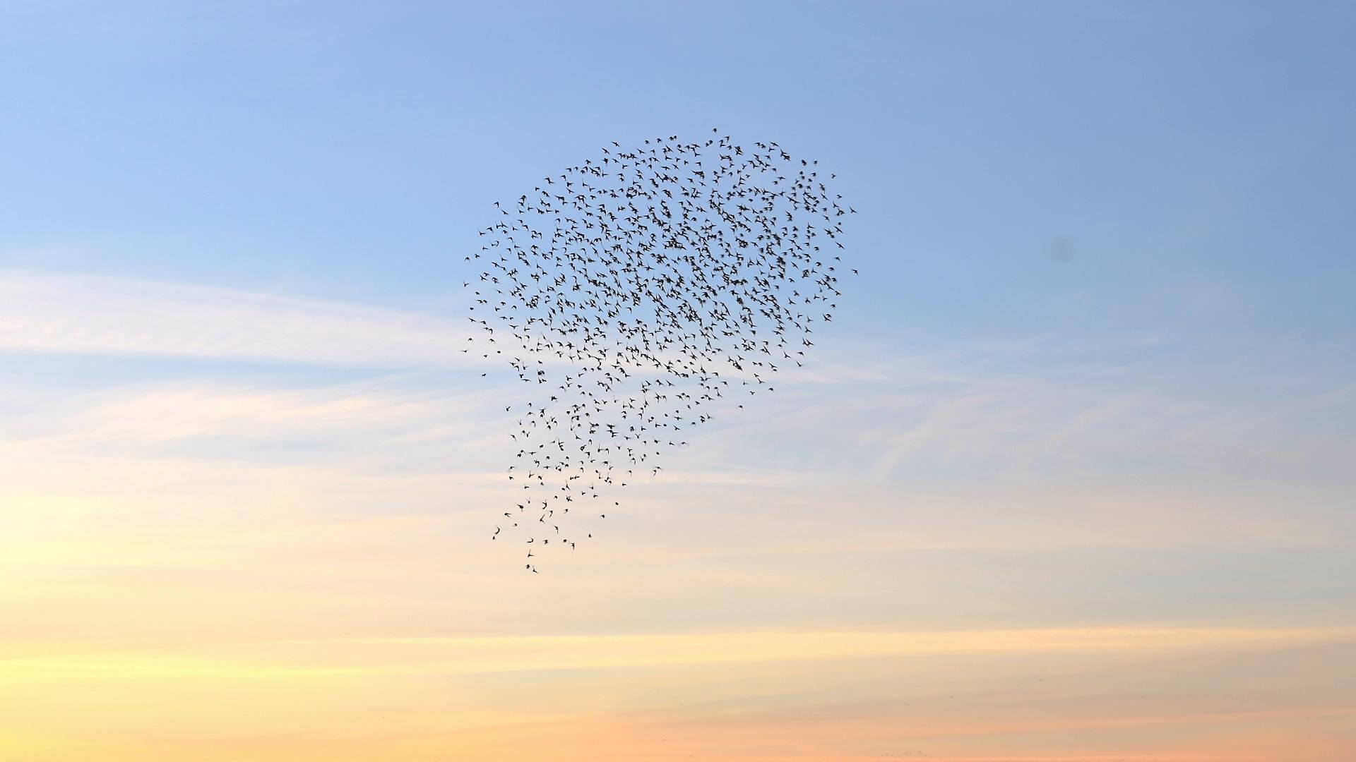 Epic Starling Party in Denmark’s Marshlands
